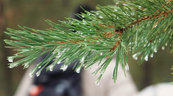Ruta de RAQUETAS DE NIEVE (puerto de navacerrada)
